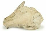 Fossil Oreodont (Merycoidodon) Partial Upper Skull - Nebraska #270064-5